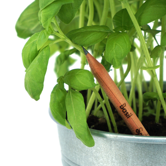 Crayons à planter Sprout - Citations